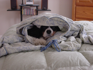 Ben hiding